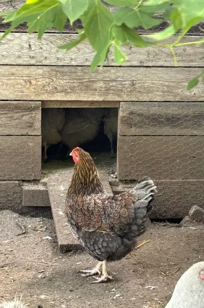 Blue Laced Red Wyandotte Chicks, View more