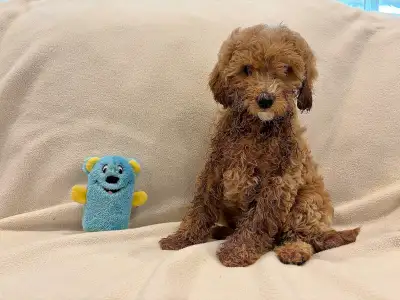 George’s Toy poodle / Ready to Go Only 2 malte Left, View more