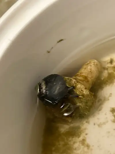 FREE blue legged hermit crab - saltwater - FREE, View more