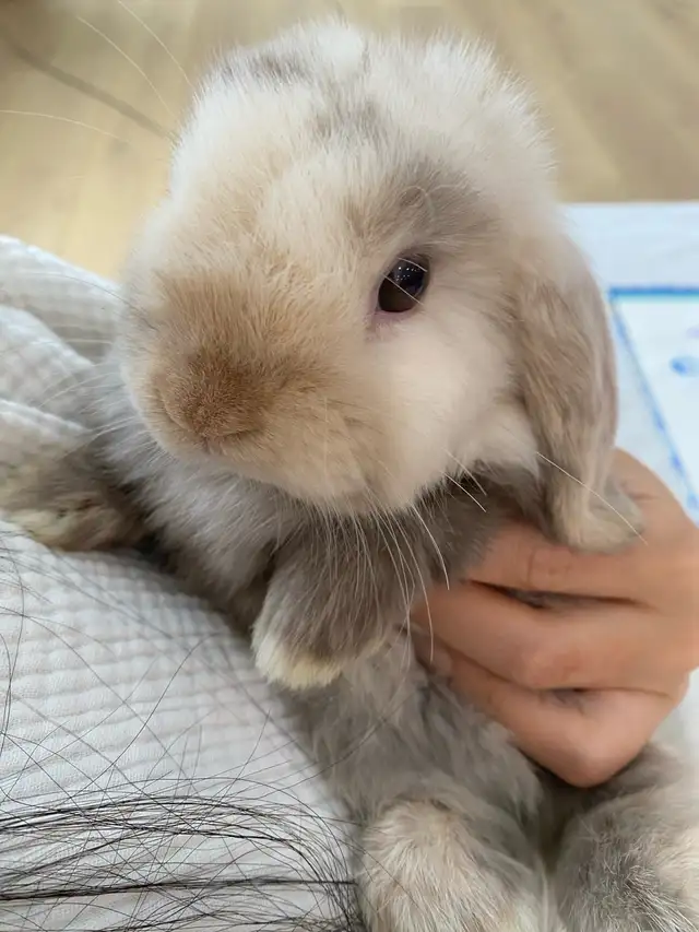 purebred holland lop bunny  in Small Animals for Rehoming in Mississauga / Peel Region - Image 3