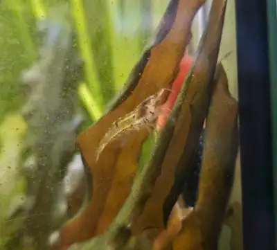 Wild Cherry Shrimp, View more