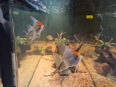 Redcap angelfish, a breeding pair of angel fish, View more