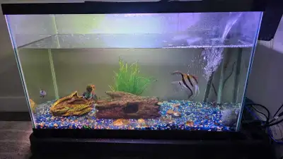 Aquarium Setup - Complete Starter Tank, View more