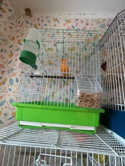 One couple for 250$, View more