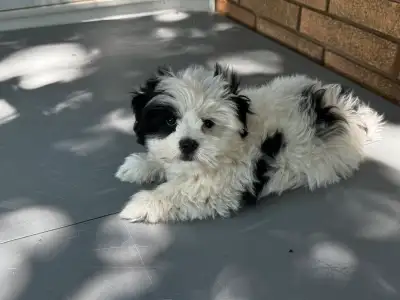 Shih Tzu Maltese Puppy, View more