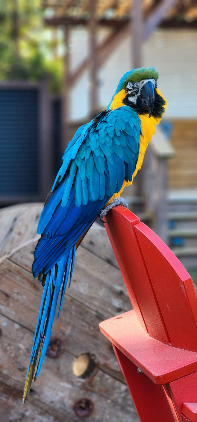Blue and gold Mccaw in Birds for Rehoming in Abbotsford - Image 4
