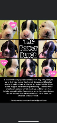 5 beautiful boxer puppies available 