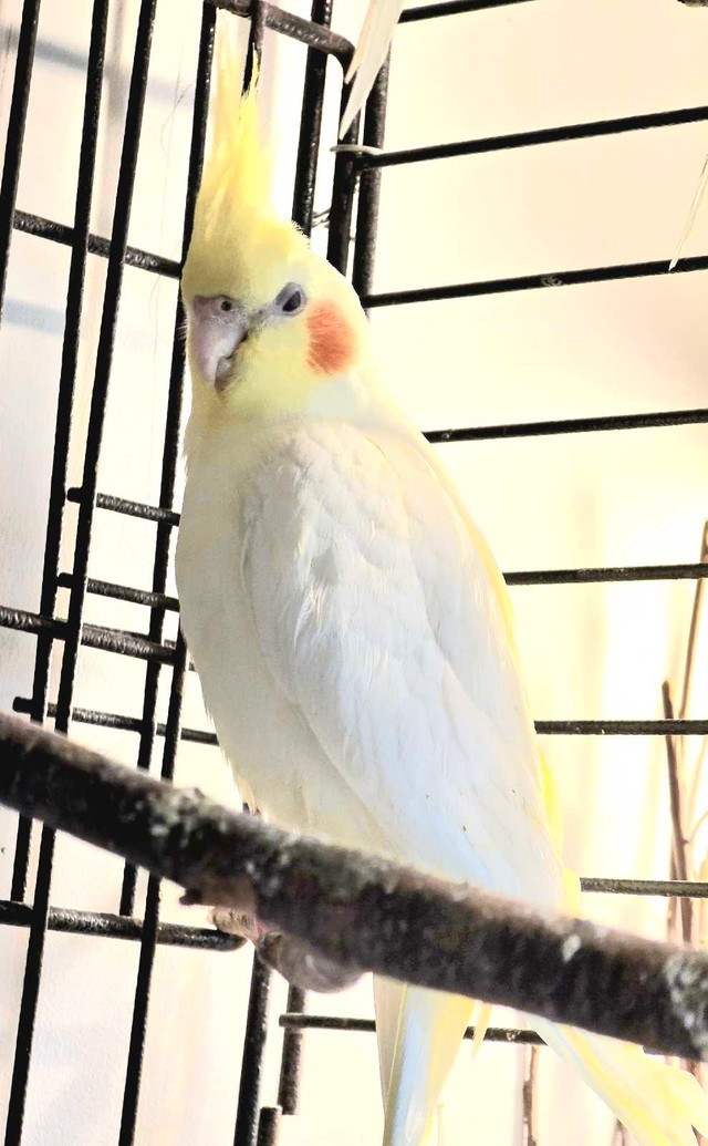 Bébés cockatiels lutino à nourrir ( VENDU) dans Oiseaux à adopter  à Laurentides - Image 2