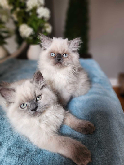   Hymalayan/Persian  kittens ❤️
