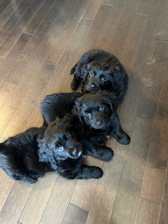 Golden Retriever/ Pomeranian Shih Tzu Puppies for sale :) in Dogs & Puppies for Rehoming in Sudbury