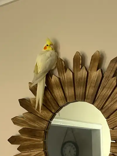 Cockatiel for Sale, View more