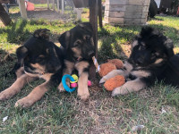 Merveilleux chiots Berger Allemand Enr tempérament exceptionnel