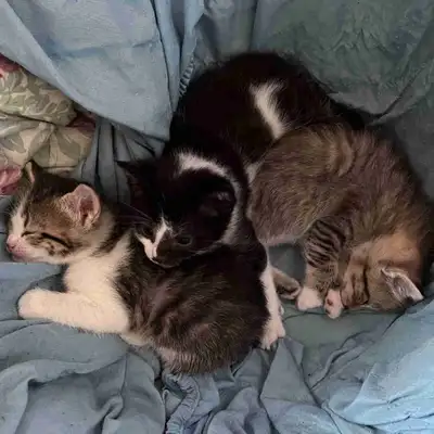 Kittens ready too go in 3 weeks! Pm if interested: 250-643-7990