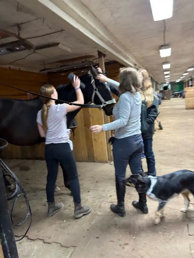 Horseback riding lessons65458275058178123