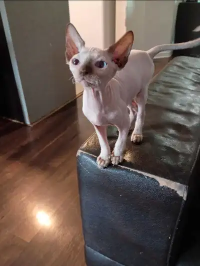 sphynx ´, View more