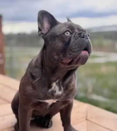 looking for a loving home for 2 Frenchies, View more