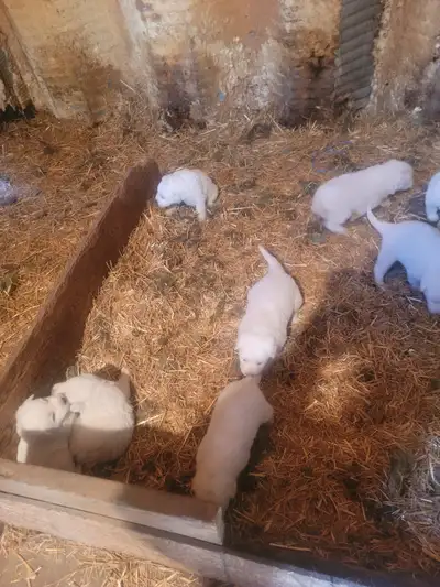 We got merama puppies pure breed they are very cute and healthy males and females all so mother and...