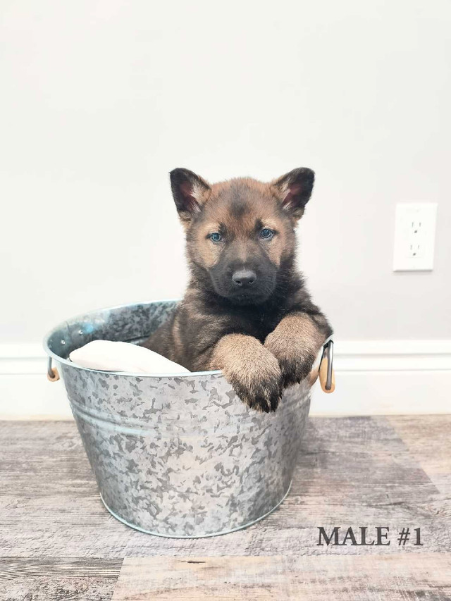 Purebred German Shepherd Pups Ckc registered in Dogs & Puppies for Rehoming in Kitchener / Waterloo - Image 2