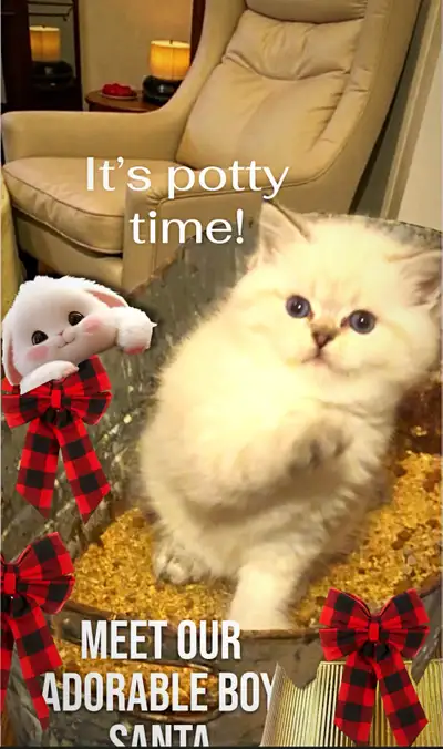 Christmas kittens ( British short  hair -boys n girls), View more