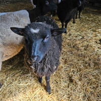 Ram lamb Dorset