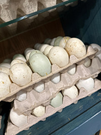 Hatching Duck Eggs