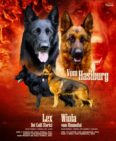 Show Line German Shepherd Puppies, View more