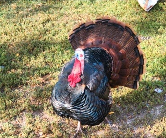 Fertile Turkey Eggs  in Livestock in Regina - Image 3