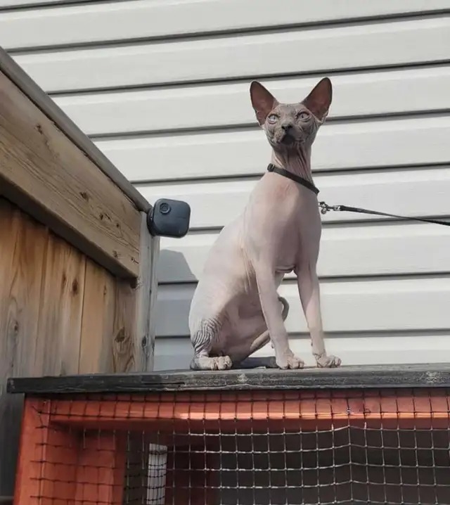 Sphynx kittens - 3 males left! in Cats & Kittens for Rehoming in St. Albert - Image 9