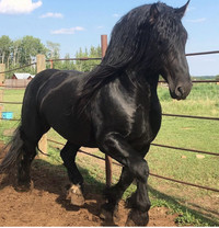 Sold pending for Sale Registered Friesian/Percheron Stallion 