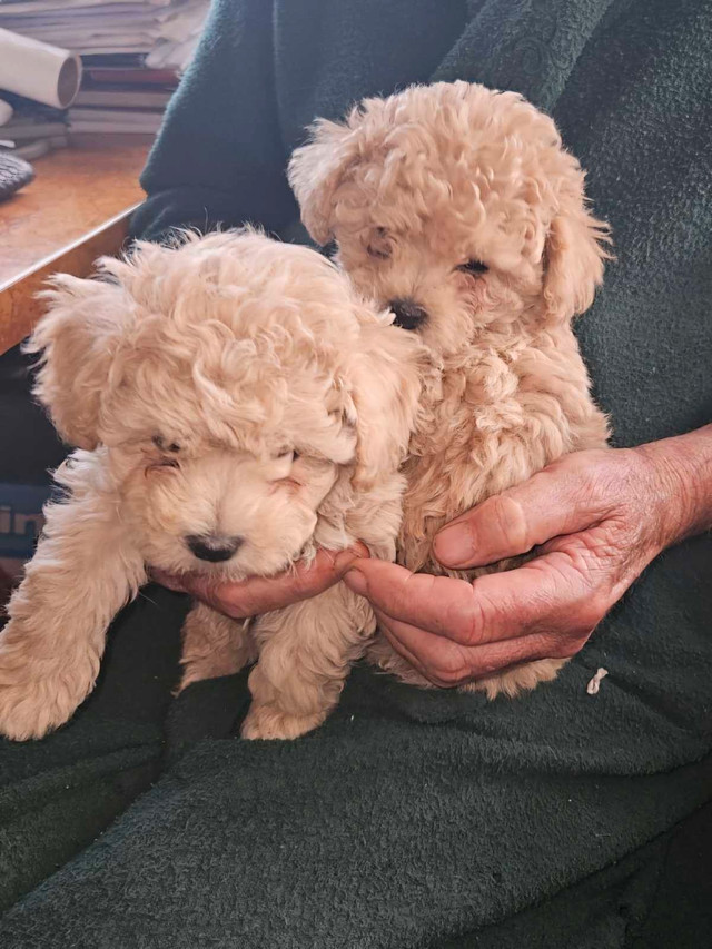1male left Toy Poodle puppy in Dogs & Puppies for Rehoming in Hope / Kent - Image 4