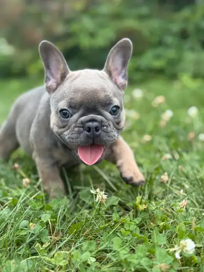 French Bulldog Puppies, View more
