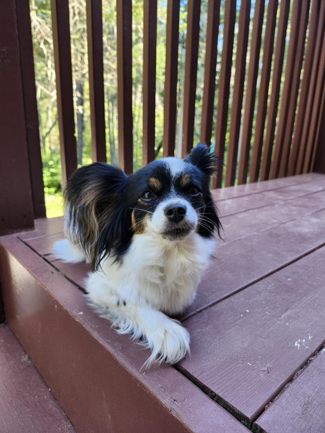 Épagneul papillon femelle 3 ans dans Chiens et chiots à adopter  à Laurentides