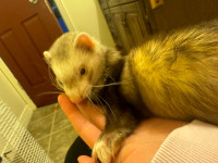 8 month old ferret (male)