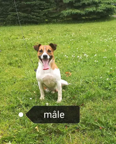 Jack Russell mâle adulte à vendre, View more