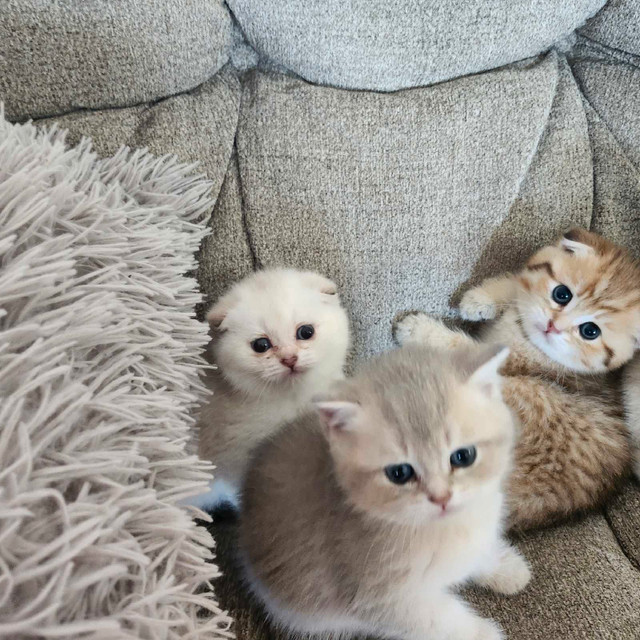 British X Scottish Shorthair kittens  in Cats & Kittens for Rehoming in Fredericton - Image 4