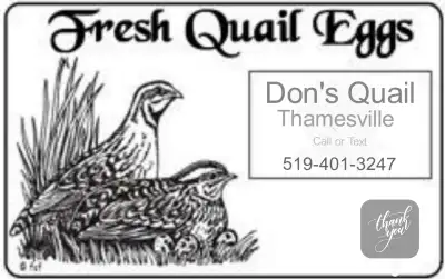 Don's Quail,   The new chicken !, View more