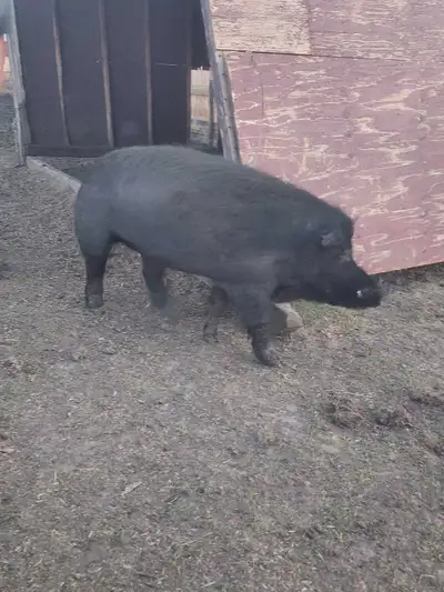 large black boar pig, View more