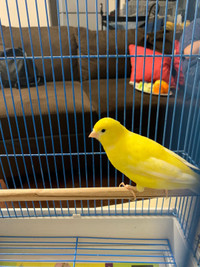 Paie of canary
