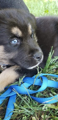 $650  husky  lab mix