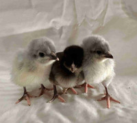 Pure Lavender Orpington Chicks