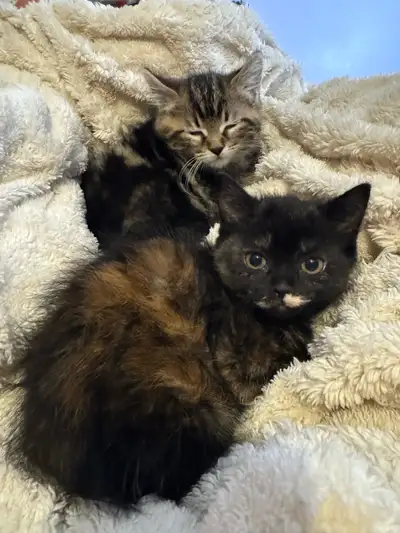 Ready to go!! Only 1 left Maine coon/American Shorthair Kittens, View more
