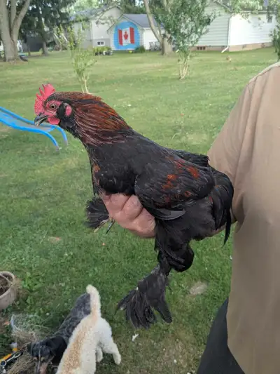 FREE Rooster , View more