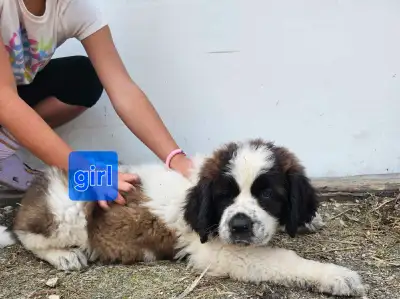 Purebred  St. Bernard  puppie, View more