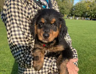 Golden Bernese Mountain Puppies!, View more