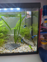 3 Blue Guppies For Sale