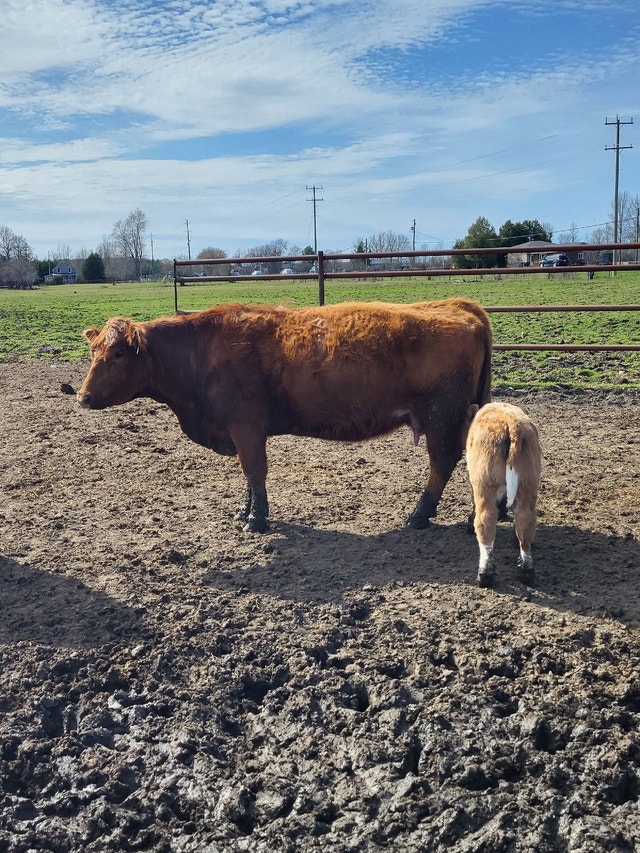 Cow calf pairs Livestock Brockville Kijiji