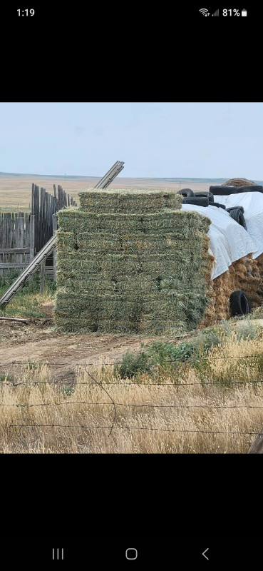 Hay for sale in Livestock in Swift Current