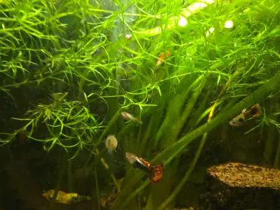 Young guppies & mollies & guppy grass , View more