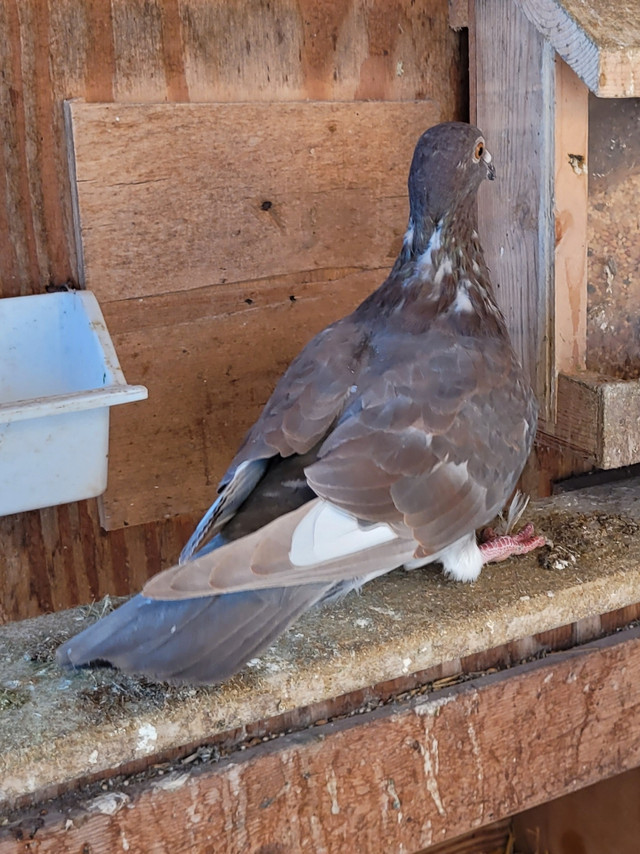 Homing Pigeons in Other in Portage la Prairie - Image 4