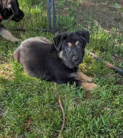 male German Shepherd left!, View more